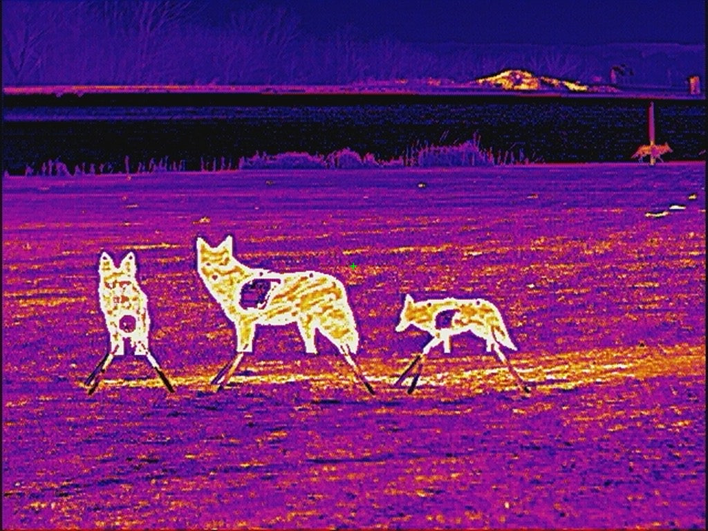 Baby AR500 Coyote Target W/ REACTIVE Vital